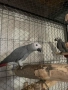  Продавам папагали Жако (African Grey Parrot), снимка 8