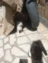 ПОДАРЯВАМ КОТЕНЦА, снимка 9