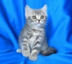 Британско късокосместо мъжко котенце, снимка 2