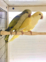 Монашески папагали, снимка 2