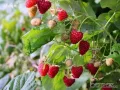 Разсад ягоди и малини , снимка 8