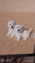  Статуетки West Highland Terrier Колекционерски Статуетки , снимка 3
