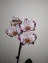 Орхидея magic art, снимка 2