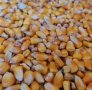 Фуражна царевица реколта 2023, снимка 1 - Други стоки за животни - 43773974