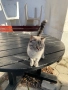Уникална котка!, снимка 3