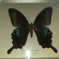 Пеперуда в рамка N3, снимка 2 - Антикварни и старинни предмети - 42977294