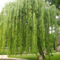 Плачеща върба Salix babylonica, снимка 1 - Градински цветя и растения - 40362379