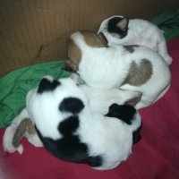 ПРОДАВАМ jack russell terrier 2305210838, снимка 14 - Джак ръсел териер - 32265047