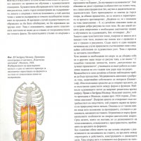 Човешкото тяло Учебник по пластична анатомия Годфрид Бамес , снимка 2 - Енциклопедии, справочници - 28089549