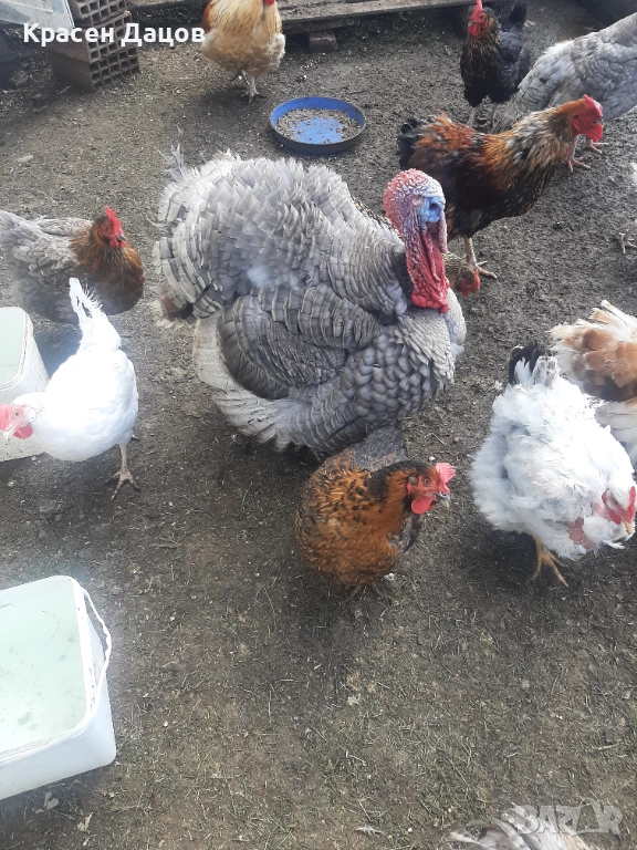 Домашни пуйки, снимка 1