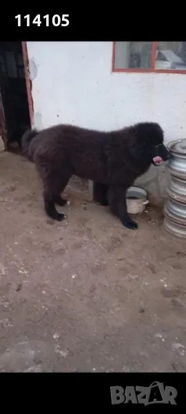 Мъжко на 7мес., снимка 1