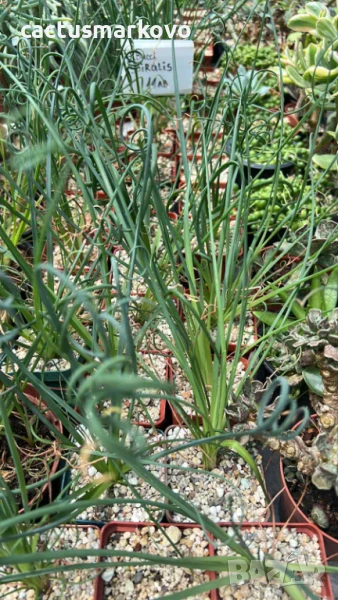 Albuca spiralis, снимка 1