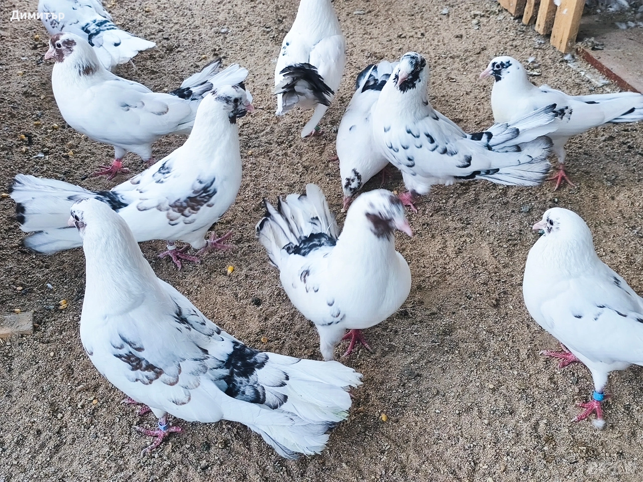 Закъртени гълъби , снимка 1