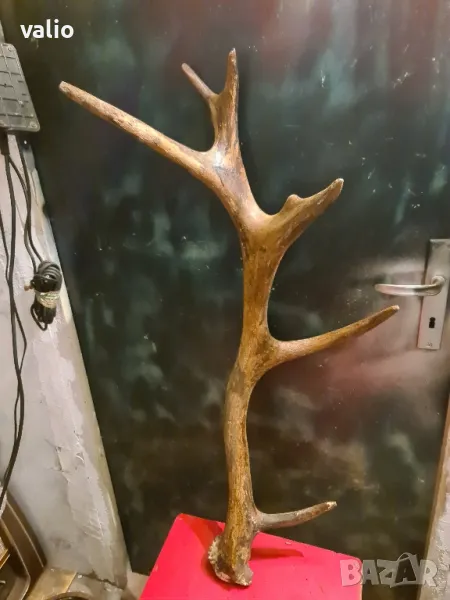 Еленов рог , снимка 1