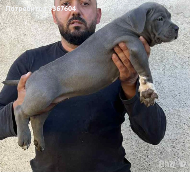 Американско були , снимка 1