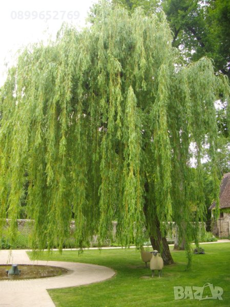 Плачеща върба Salix babylonica, снимка 1