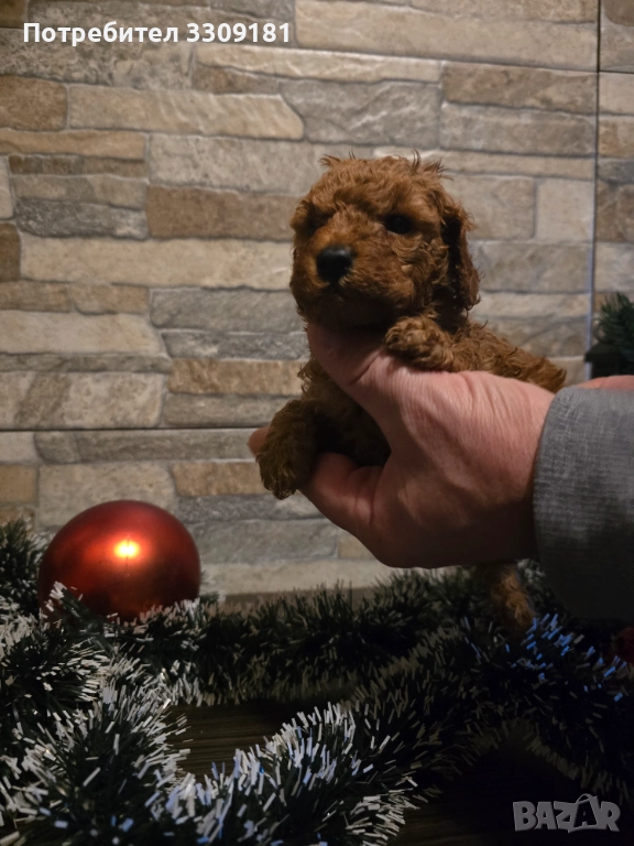 Пудел Той, снимка 1