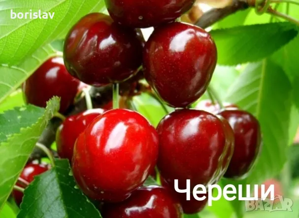 Продавам Череши сортове: бигаро бюрла, ван, бинг, снимка 1