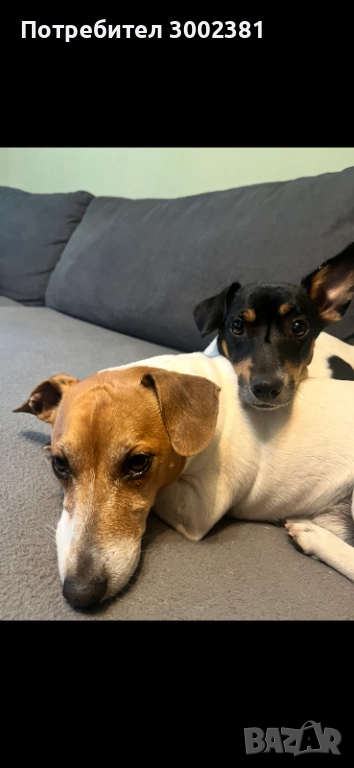 Джак Ръсел териер, снимка 1