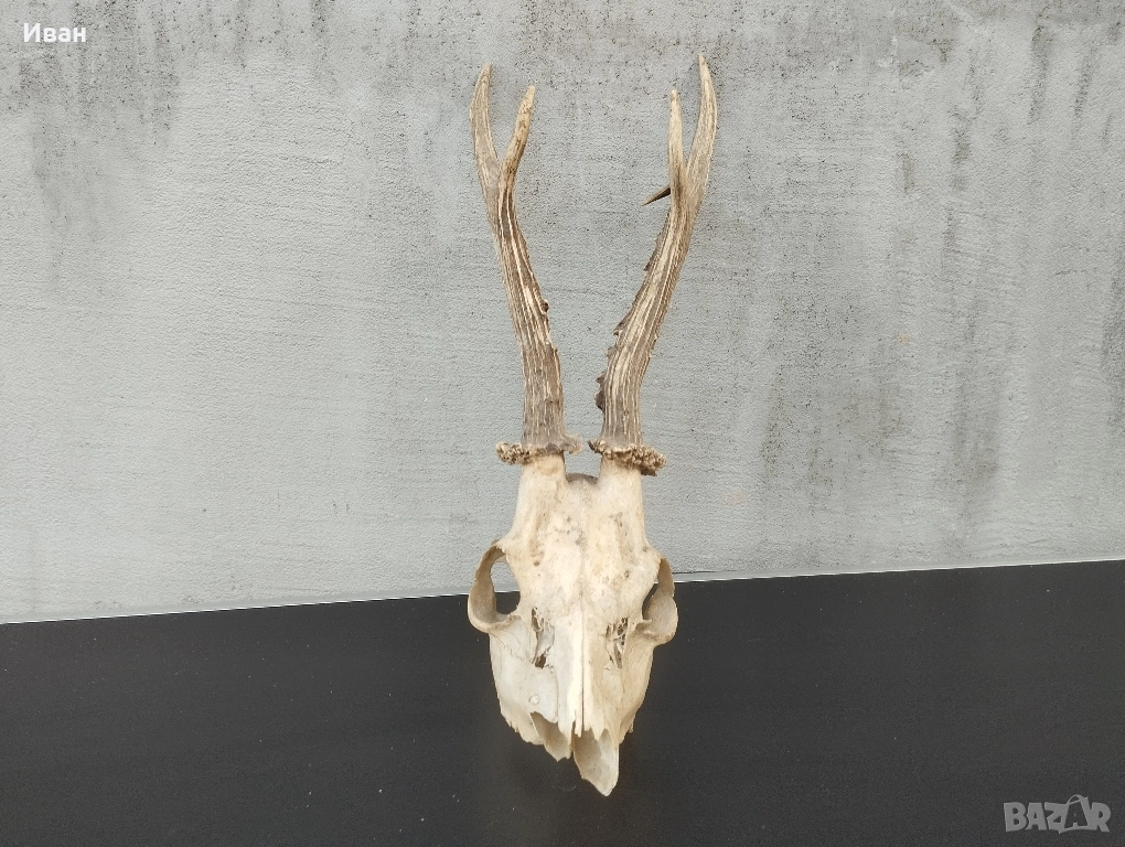 трофей от сръндак , снимка 1