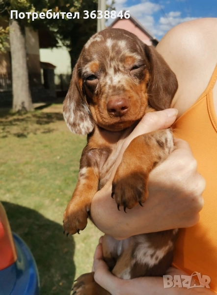 Мини дакел, снимка 1