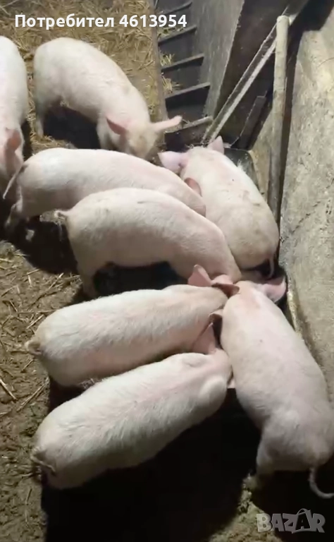 Продавам прасенца, снимка 1