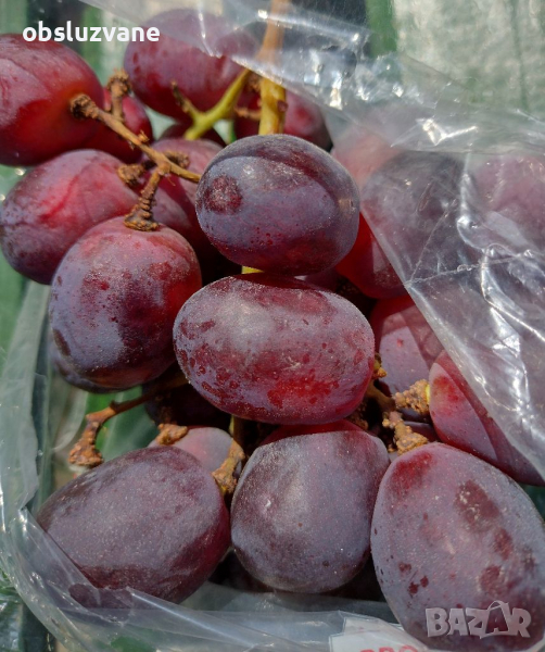 Семена от много едро перуанско червено грозде, снимка 1