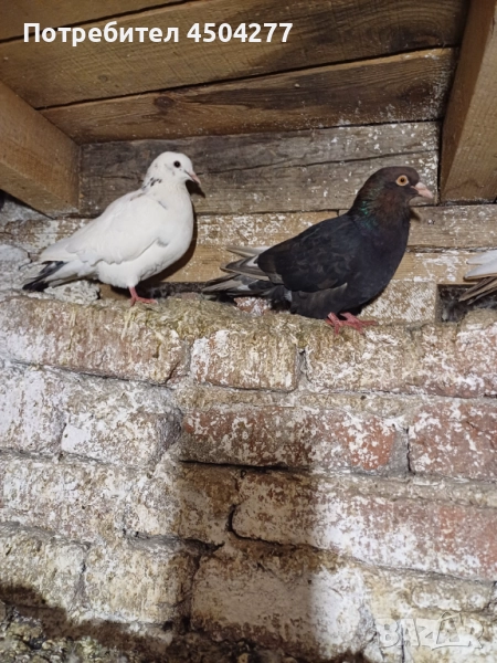 Свободни чифтове, снимка 1