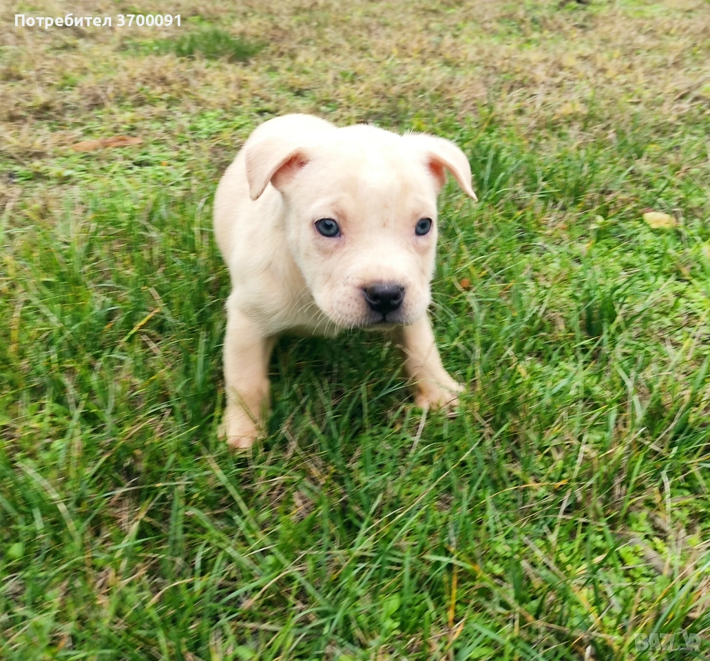 питбул , снимка 1