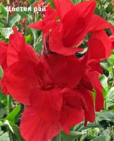 Грудки на няколко цвята канни , снимка 2 - Градински цветя и растения - 52854143