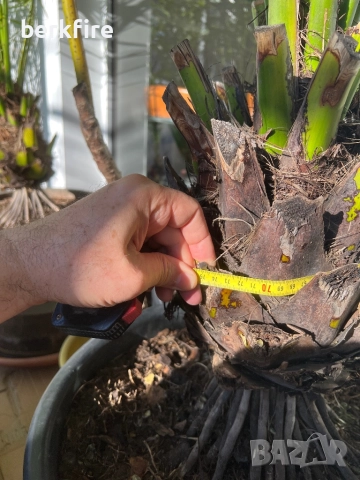 Финикова Палма , снимка 2 - Градински цветя и растения - 52943034