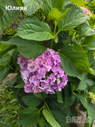 Хортензия ,бяла и розова , снимка 15 - Градински цветя и растения - 45320991