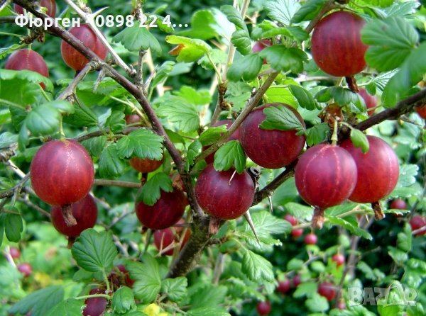 Цариградско грозде, Бодливо грозде Бяло и червено, снимка 1 - Разсади - 42940754