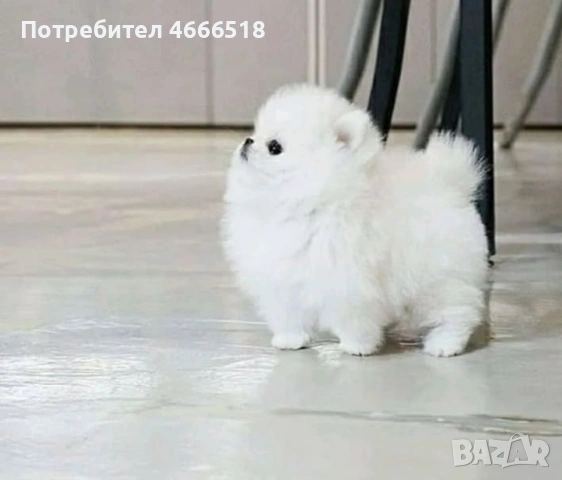 Мини померан, снимка 3 - Померан - 53485884