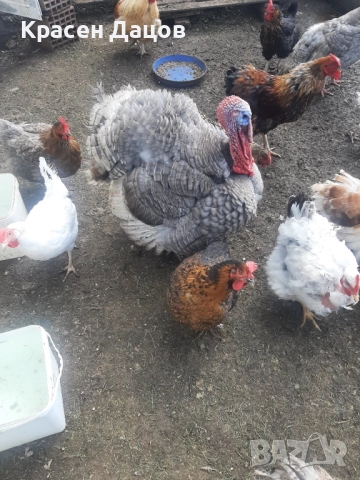 Домашни пуйки