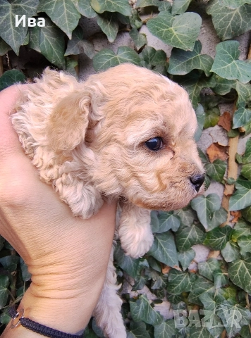 той пудел/пудел, снимка 6 - Пудели - 51010460