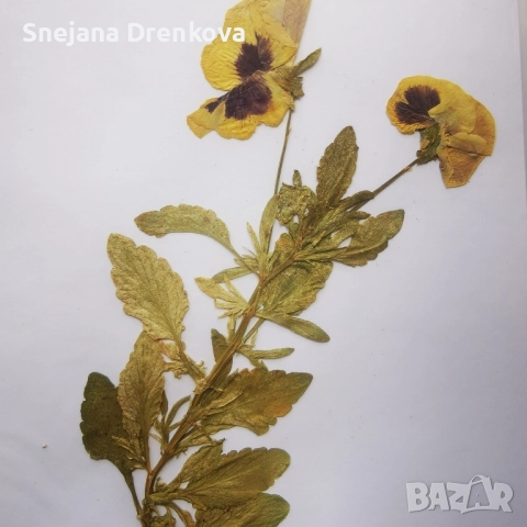 Систематичен хербарий, снимка 9 - Ученически пособия, канцеларски материали - 51890096