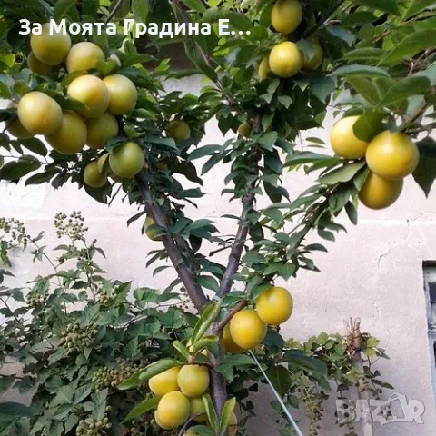 Слива Ту-Сун , снимка 3 - Градински цветя и растения - 49765763