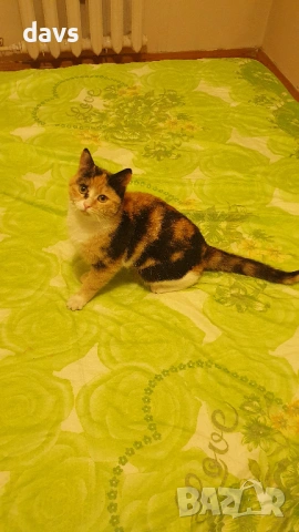 Приемен / постоянен Дом за трицветна принцеса, снимка 15 - Други - 53331402