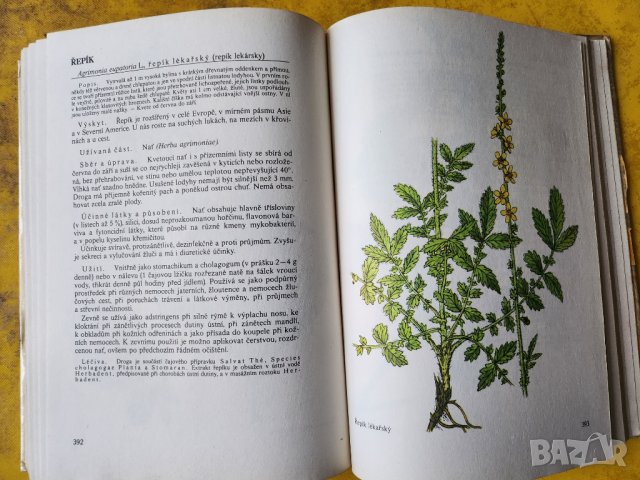 Нашите растения в лекарствата / Nase rosliny v lekarstvi, книга за билките и употребата им-на чешски, снимка 6 - Енциклопедии, справочници - 44843833