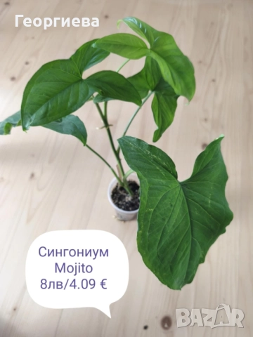 филодендрон, маранта, аглаонема, снимка 9 - Стайни растения - 50859161