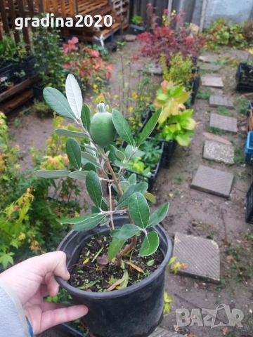 Фейхоа, Ананасова Гуава -Йодно дърво, снимка 6 - Градински цветя и растения - 30182884