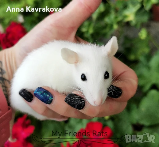 Декоративни плъхчета , снимка 6 - Други - 37326095