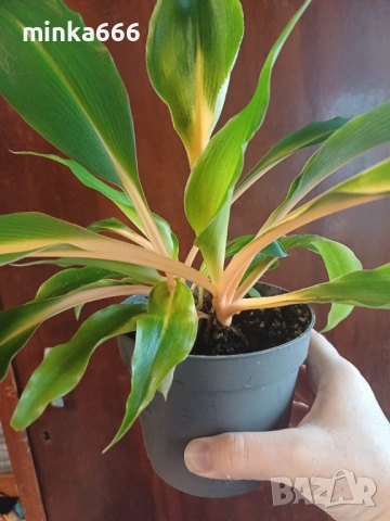 Оранжев хлорофитум.