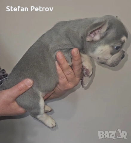 Френски булдог , снимка 2 - Френски булдог - 52351352