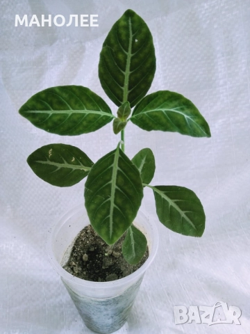 Руелия, снимка 2 - Стайни растения - 52674198