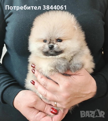 Мини померанчета , снимка 3 - Померан - 53223701