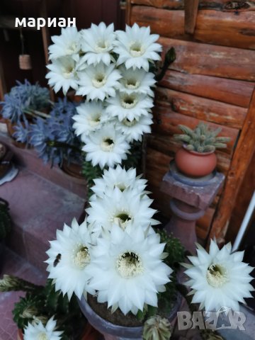 Цъфтящ кактус Ехинопсис (Echinopsis eyriesii) различни големини, снимка 2 - Градински цветя и растения - 21695497