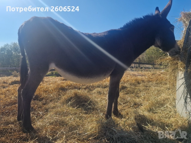 Продавам женско магаре 