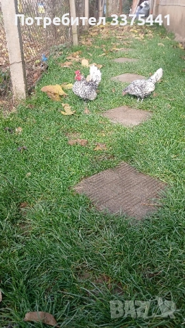 продавам кокошки и петли сребърен зибрайт , снимка 8 - Други животни - 52406448